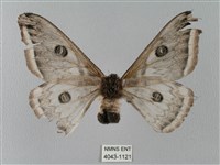 四黑目天蠶蛾藏品圖，第2張