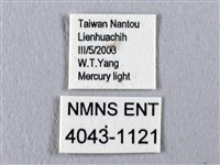 四黑目天蠶蛾藏品圖，第3張