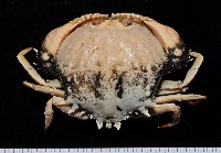 米氏擬圓殼蟹藏品圖，第1張