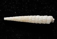 女王左錐螺藏品圖，第3張