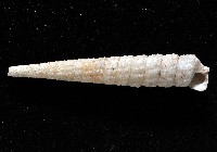 女王左錐螺藏品圖，第4張