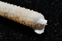 女王左錐螺藏品圖，第4張