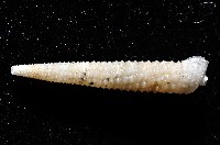 女王左錐螺藏品圖，第5張