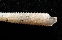 女王左錐螺藏品圖，第6張