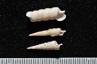 未知種左錐螺藏品圖，第1張