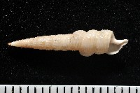 未知種左錐螺藏品圖，第3張