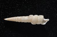 未知種左錐螺藏品圖，第5張