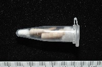 未知種左錐螺藏品圖，第8張