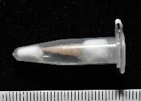 未知種左錐螺藏品圖，第4張