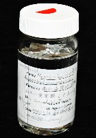 南仁遠環蚓(新種)藏品圖，第9張