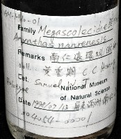 南仁遠環蚓(新種)藏品圖，第10張