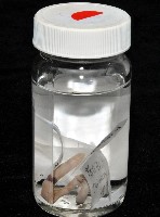 南仁遠環蚓(新種)藏品圖，第11張