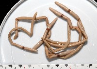 重期遠環蚓藏品圖，第2張