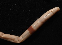 重期遠環蚓藏品圖，第5張