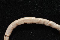 季風遠環蚓藏品圖，第3張