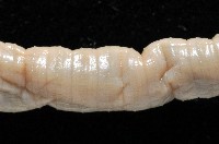 季風遠環蚓藏品圖，第7張