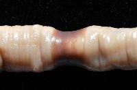 季風遠環蚓藏品圖，第8張
