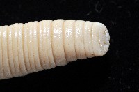 恆春遠環蚓藏品圖，第9張