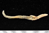 黃氏遠環蚓藏品圖，第1張