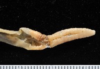 黃氏遠環蚓藏品圖，第2張