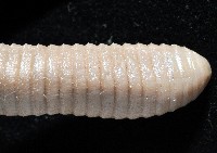 高屏遠環蚓藏品圖，第3張