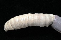 隘寮遠環蚓藏品圖，第2張
