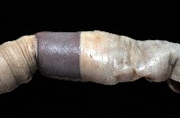 隘寮遠環蚓藏品圖，第3張