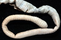 隘寮遠環蚓藏品圖，第4張