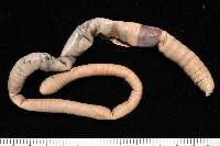 隘寮遠環蚓藏品圖，第5張