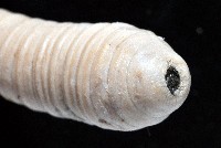 隘寮遠環蚓藏品圖，第7張