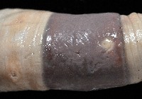 隘寮遠環蚓藏品圖，第8張