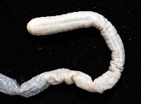柴山遠環蚓藏品圖，第3張
