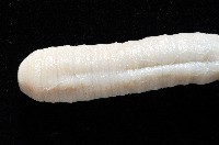 柴山遠環蚓藏品圖，第5張