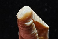 柴山遠環蚓藏品圖，第6張