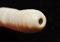 柴山遠環蚓藏品圖，第7張