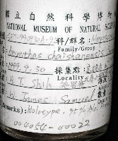 柴山遠環蚓藏品圖，第10張
