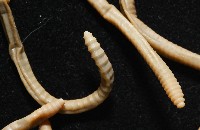 墾丁遠環蚓藏品圖，第6張