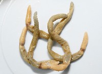 力里遠環蚓藏品圖，第1張