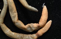 力里遠環蚓藏品圖，第3張