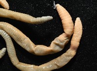 力里遠環蚓藏品圖，第4張