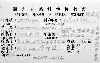 未知種龍蝦幼生藏品圖，第12張
