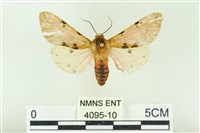 棍棒污燈蛾藏品圖，第1張