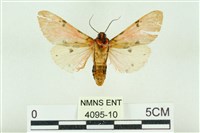 棍棒污燈蛾藏品圖，第2張