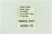 棍棒污燈蛾藏品圖，第3張