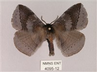 蓬萊灰紋帶蛾藏品圖，第1張