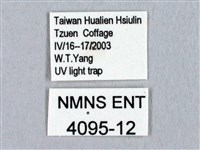 蓬萊灰紋帶蛾藏品圖，第3張