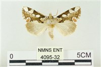 連珠波紋蛾藏品圖，第1張