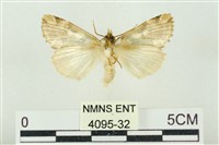 連珠波紋蛾藏品圖，第2張