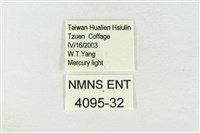 連珠波紋蛾藏品圖，第3張