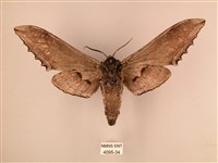 臺灣鋸翅天蛾藏品圖，第2張